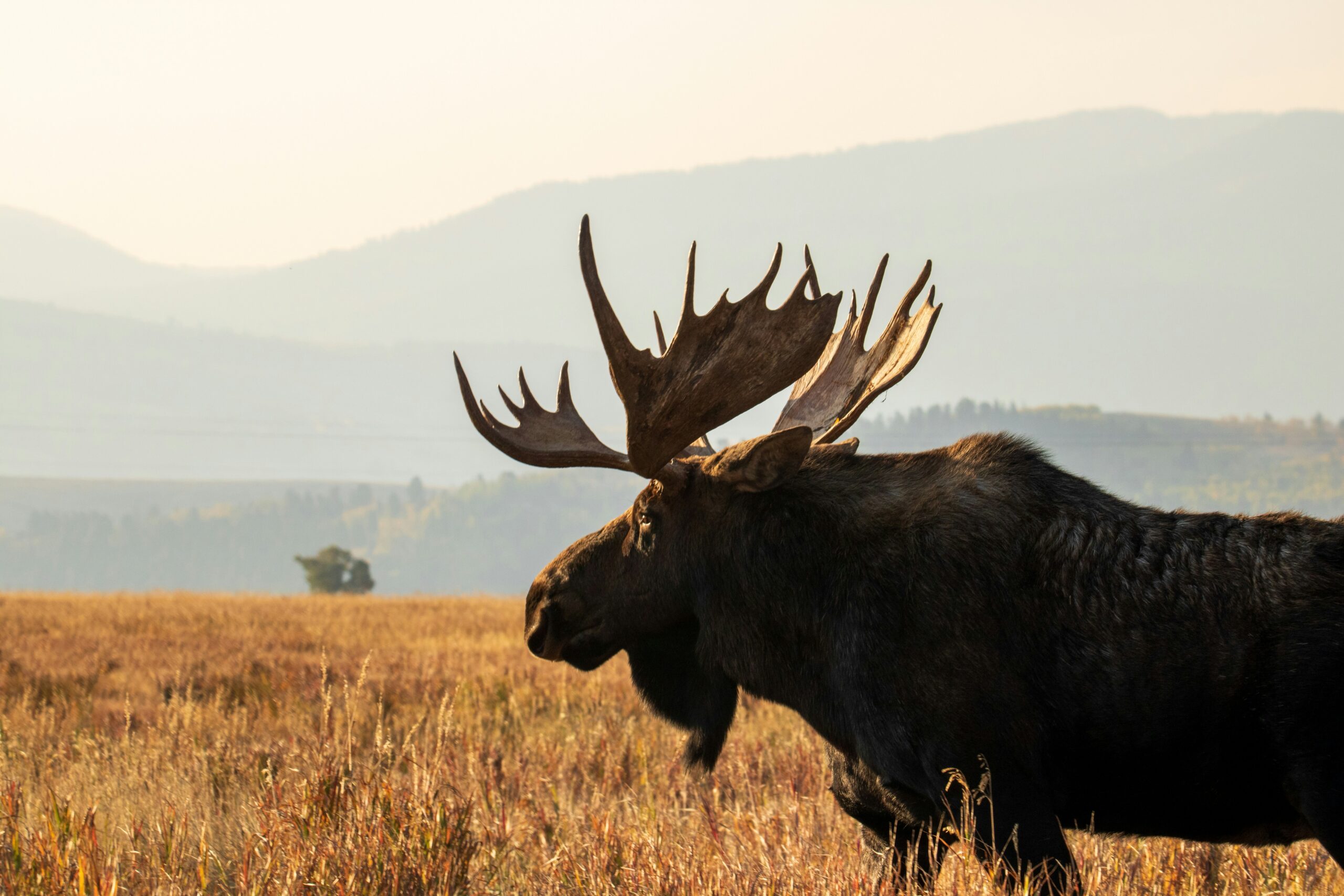 Popular Private Jet Routes to and from Jackson Hole