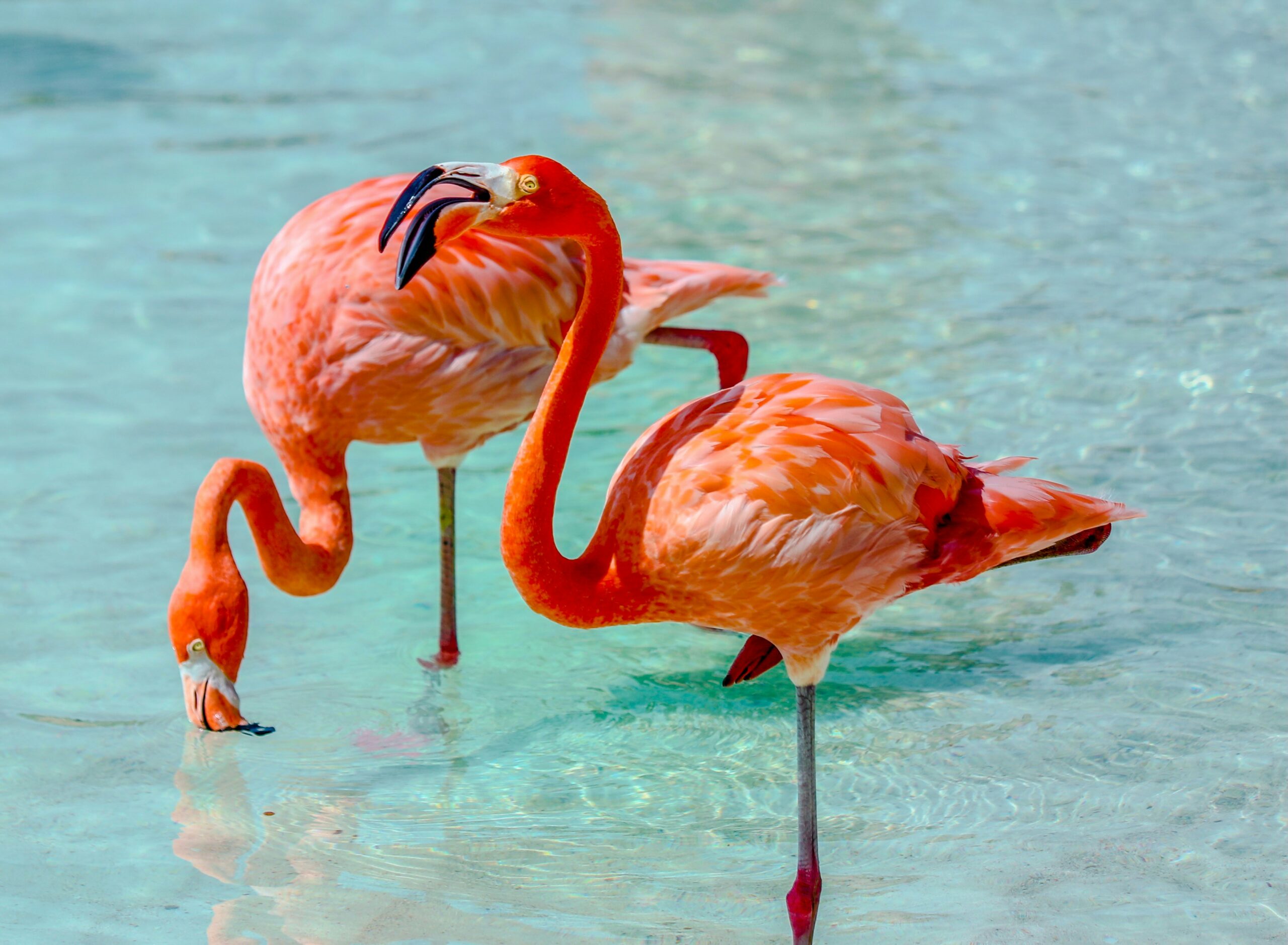 Why Fly Private to Aruba?
