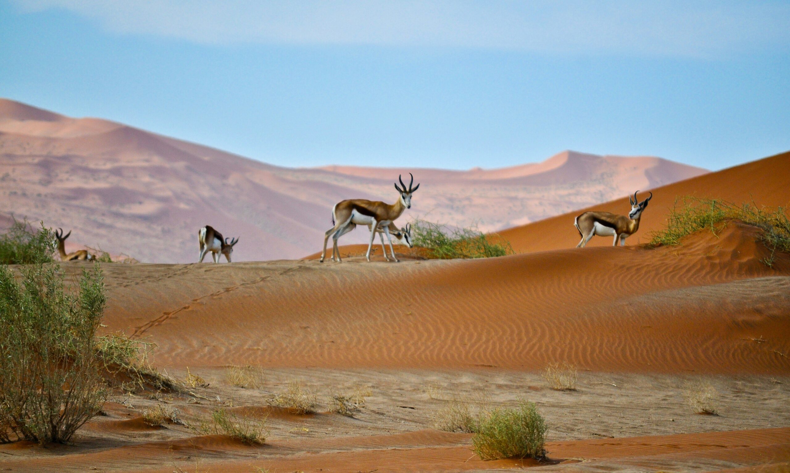 Private Jet Charter to and from Namibia