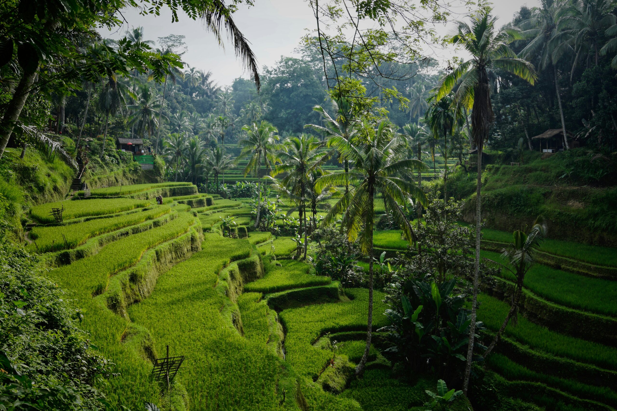 Why Fly Private to Ubud?